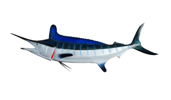 WHITE MARLIN, MINIATURE