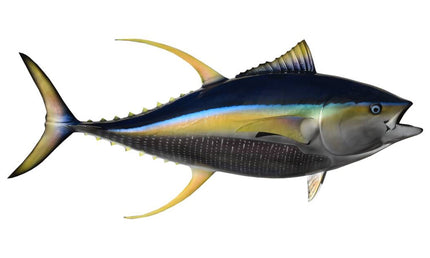 80-INCH YELLOWFIN TUNA