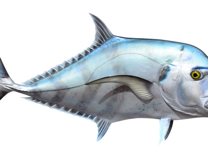 Collection image for: AFRICAN POMPANO