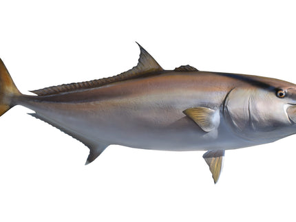 Collection image for: AMBERJACK