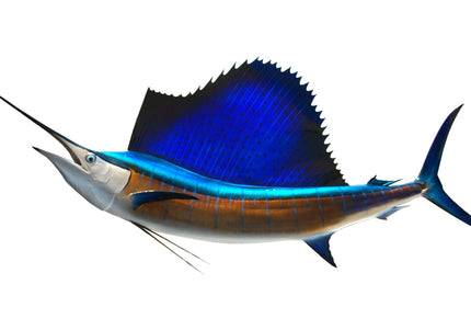 Collection image for: SAILFISH, ATLANTIC