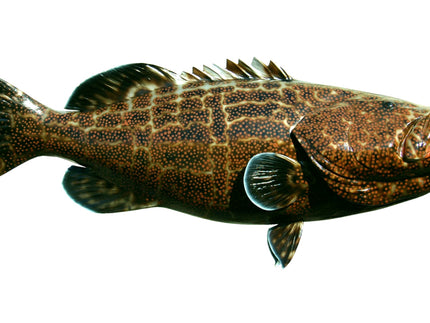 Collection image for: GROUPER, BLACK
