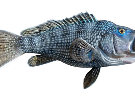 Collection image for: BLACK SEA BASS