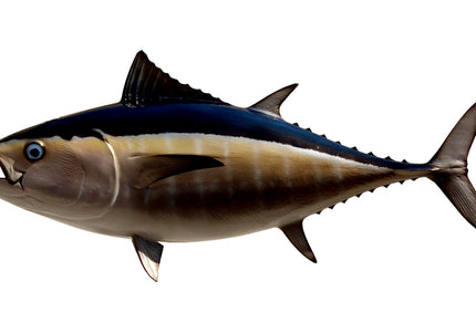 Collection image for: TUNA, BLACKFIN