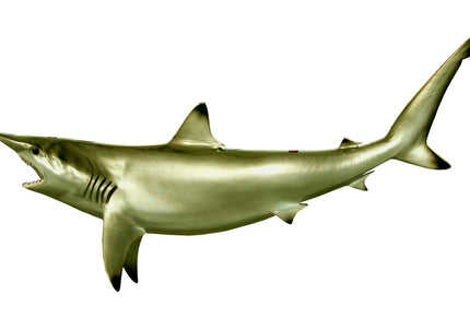 Collection image for: SHARK, BLACKTIP
