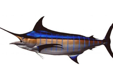 Collection image for: MARLIN, BLUE
