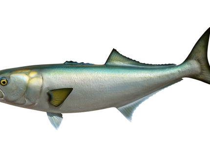 Collection image for: BLUEFISH
