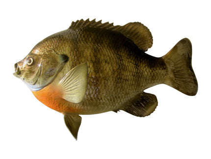 Collection image for: BLUEGILL