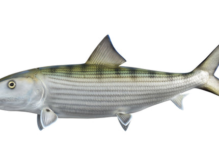 Collection image for: BONEFISH
