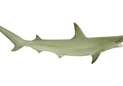 Collection image for: SHARK, BONNETHEAD