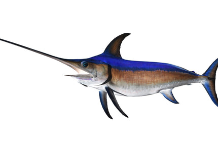 Collection image for: SWORDFISH, BROADBILL