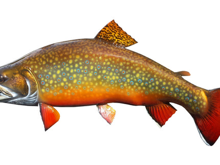 Collection image for: TROUT, BROOK