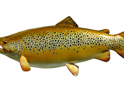 Collection image for: TROUT, BROWN