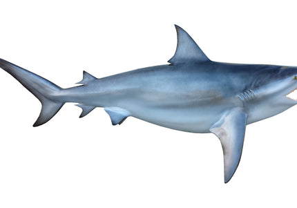 Collection image for: SHARK, BULL