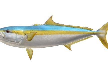 Collection image for: YELLOWTAIL (CALIFORNIA)