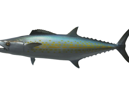 Collection image for: MACKEREL, CERO