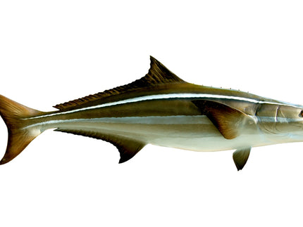 Collection image for: COBIA