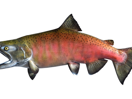 Collection image for: SALMON, COHO