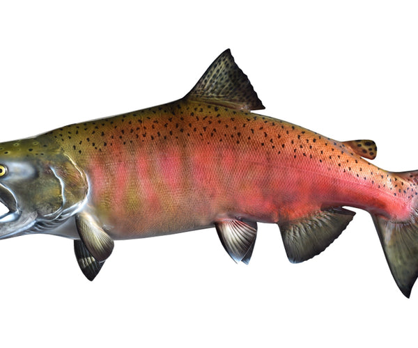 Coho Salmon Fish Mounts | King Sailfish Mounts