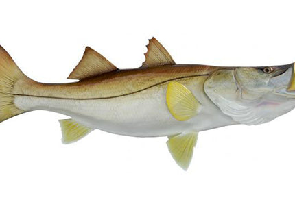 Collection image for: SNOOK, COMMON