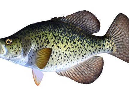 Collection image for: CRAPPIE