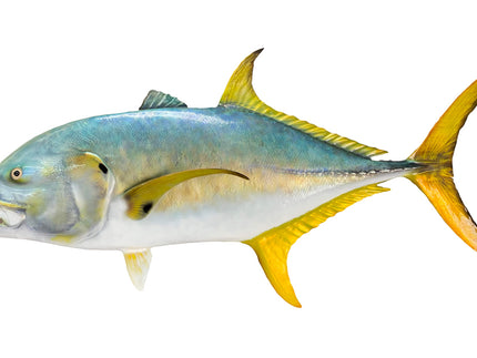 Collection image for: JACK, CREVALLE