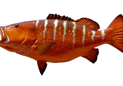 Collection image for: SNAPPER, CUBERA