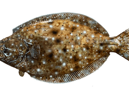 Collection image for: FLOUNDER