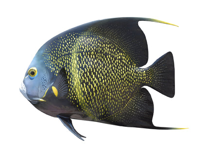 Collection image for: ANGELFISH, FRENCH
