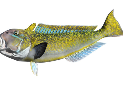 Collection image for: TILEFISH, GOLDEN