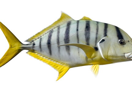 Collection image for: TREVALLY, GOLDEN