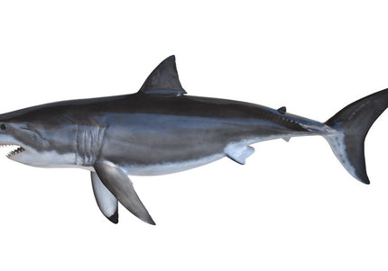 Collection image for: SHARK, GREAT WHITE