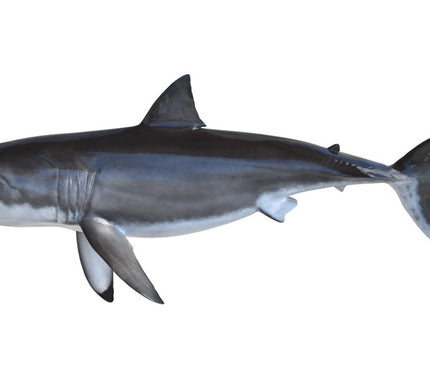 Collection image for: SHARK, GREAT WHITE