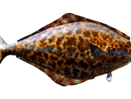 Collection image for: HALIBUT