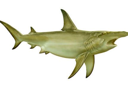 Collection image for: SHARK, HAMMERHEAD