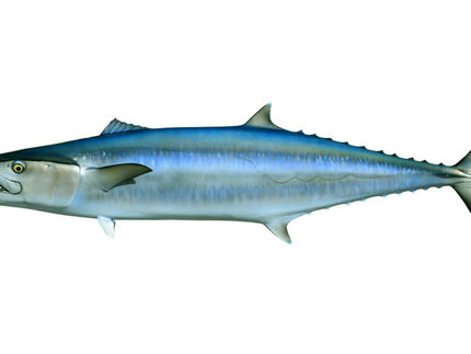 Collection image for: KINGFISH