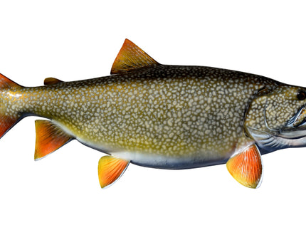 Collection image for: TROUT, LAKE
