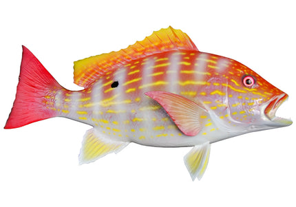 Collection image for: SNAPPER, LANE