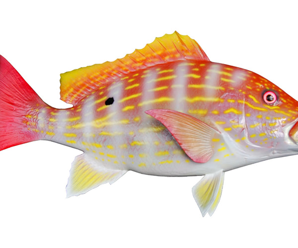 Lane Snapper Fish Mounts | King Sailfish Mounts