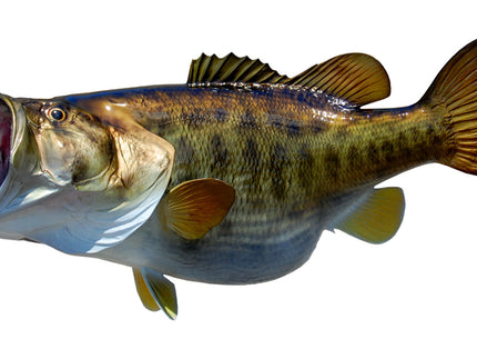 Collection image for: BASS, LARGEMOUTH