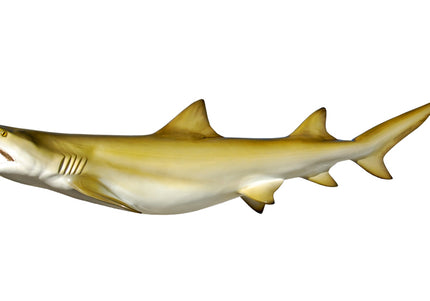 Collection image for: SHARK, LEMON