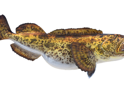 Collection image for: LINGCOD