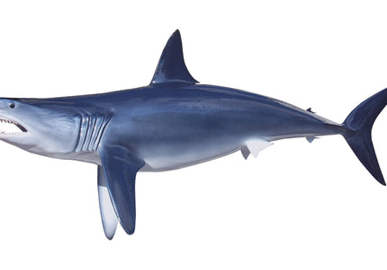 Collection image for: SHARK, MAKO