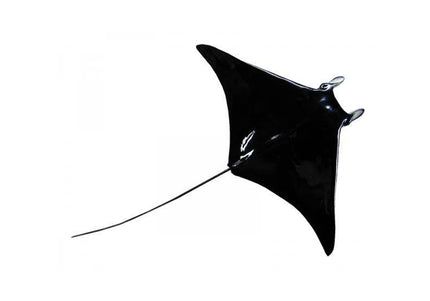 Collection image for: RAY, MANTA