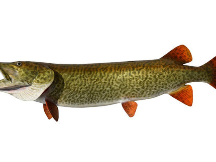 Collection image for: MUSKIE
