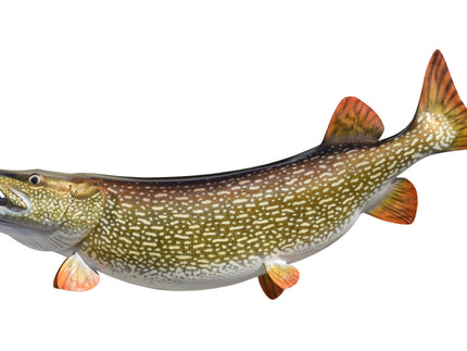 Collection image for: NORTHERN PIKE
