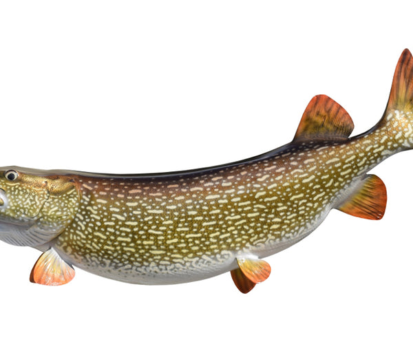 Northern Pike Fish Mounts | King Sailfish Mounts