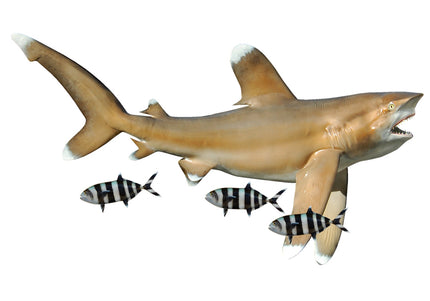 Collection image for: SHARK, OCEANIC WHITETIP