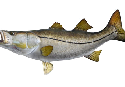 Collection image for: SNOOK, PACIFIC BLACK