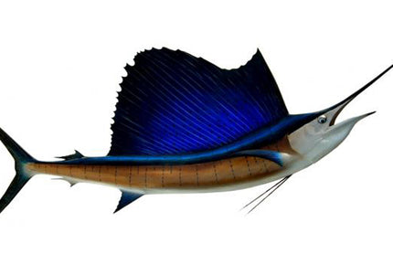 Collection image for: SAILFISH, PACIFIC